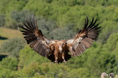 18 Different Types of Vultures (With Pictures)