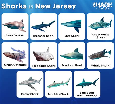 List of Sharks in New Jersey with Pictures