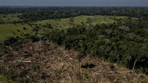 Steinmeier und Lemke im Amazonas Warum der Regenwald so wichtig für