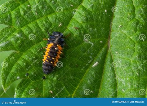 Macro Photo of Ladybug Larvae on Green Leaf Isolated on Backgrou Stock Photo - Image of ecology ...