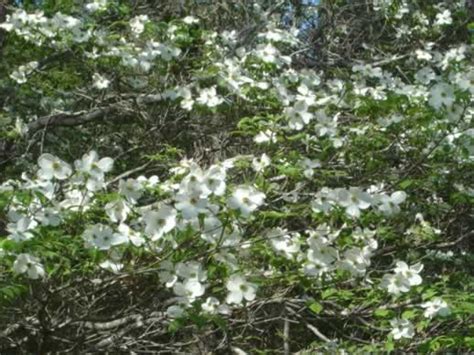 East Texas Flowers Trees Dogwoods Daffodils Wildflowers Photographs