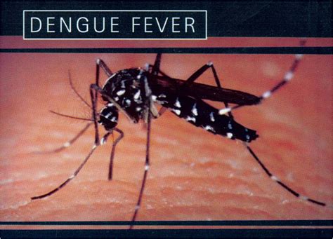 Une épidémie De Dengue Se Propage En Nouvelle Calédonie Le Journal