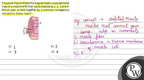 The Given Figure Shows The Diagrammatic Cross Sectional View Of A