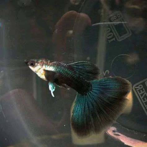 Jual Ikan Hias Guppy Hb Green Betina Kota Depok Fishtreasure Id