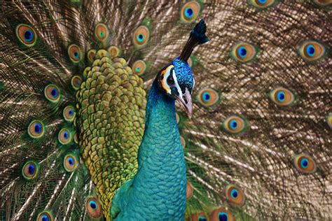 Top 10 Interesting Facts About Peacock Depth World