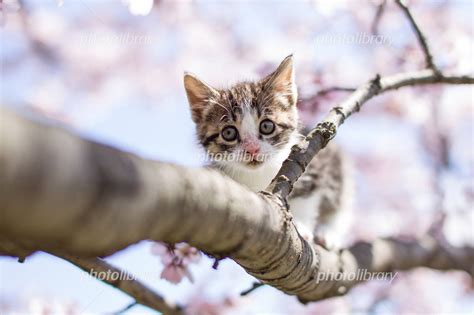 猫と桜 写真素材 2556724 フォトライブラリー Photolibrary