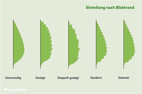 Blattformen Bersicht Und Funktion