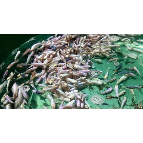 jual bahan bluerimrim tipis clean berkualitas shopee indonesia