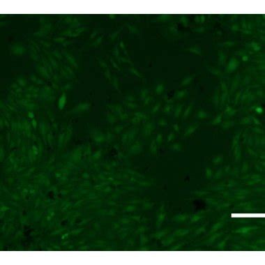 Visualization Of Cell Viability On Uncoated Zirconia After 6 Days By