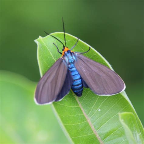 Virginia Ctenucha Moth Project Noah