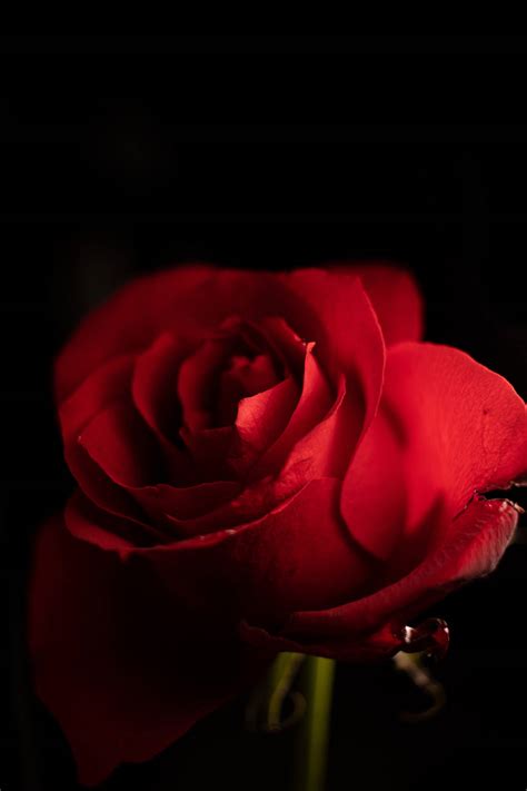 Gaming Wallpaper Hd Red Rose Infoupdate Org