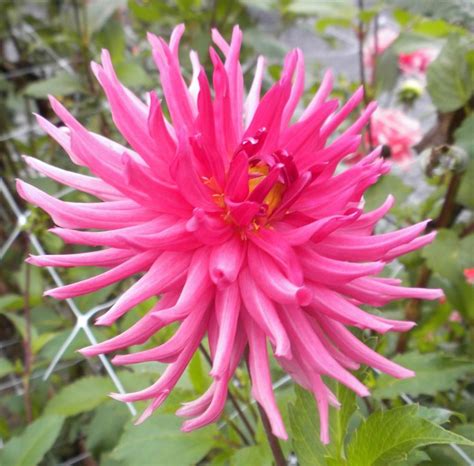 Photo Of The Bloom Of Dahlia Wyns Pretty In Pink Posted By Vic