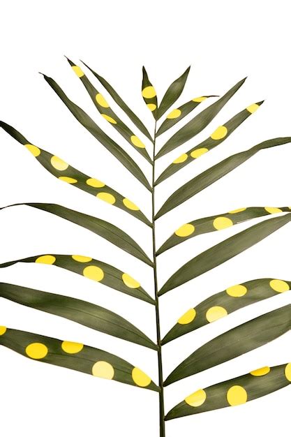 premium psd view  beautifully multicolored leaf