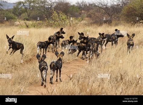 Pack of wild dogs (Cape hunting dogs, painted dogs), Samburu, Kenya Stock Photo - Alamy