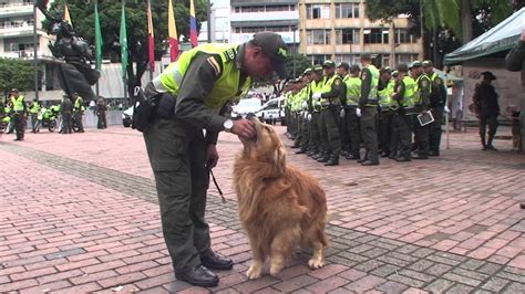 Más Que Guías Son Humanos Que Aman A Sus Perros Guía Caninos Policía