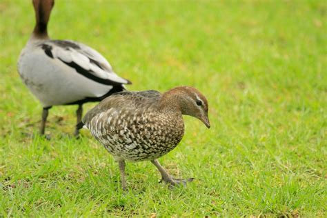 Australian Wood Duck 24735890 Stock Photo at Vecteezy