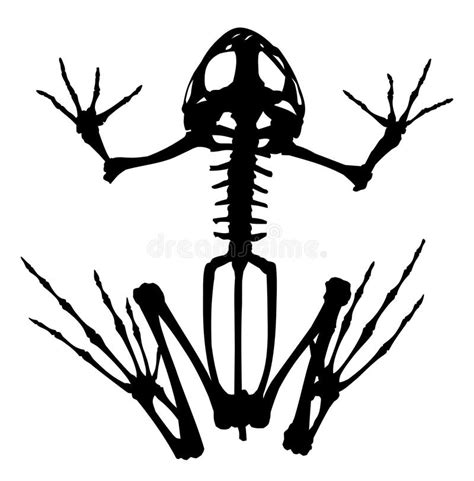 Frog Skeleton Top-side View Stock Illustration - Illustration of model ...