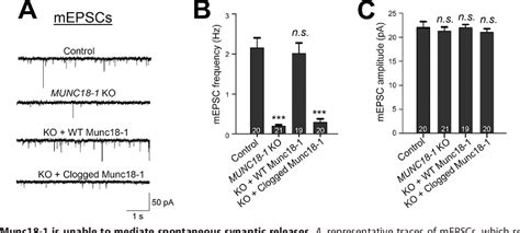 Figure 4 From The N Peptidebinding Mode Is Critical To Munc18 1