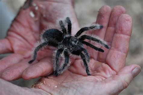 Tarantula Mating Season Has Big Spiders Prowling East Bay