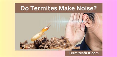 What Does A Queen Termite Look Like Insights On Size Role Termites