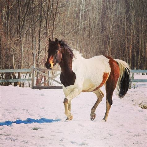 Photos De Chevaux En Libert