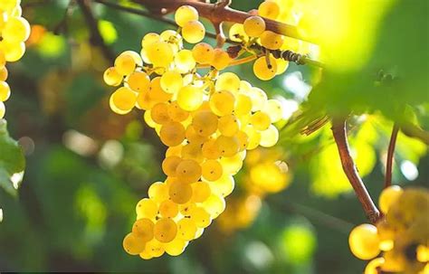 Propiedades Beneficios Y Formas De Consumo De Las Uvas