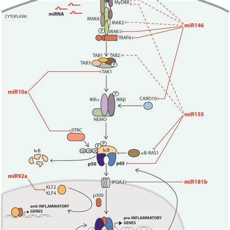 A network of noncoding RNAs negatively regulates NF κB signaling A key