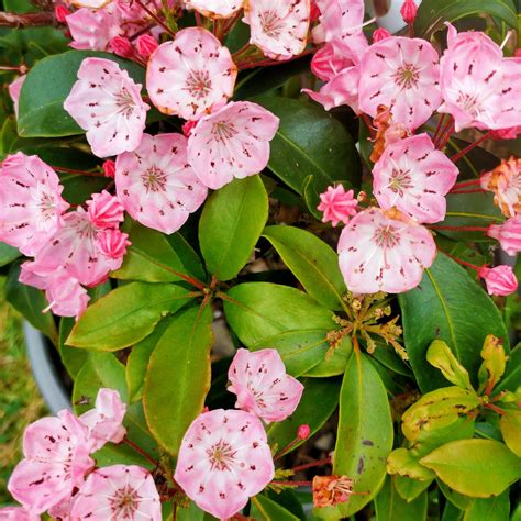 Kalmia Latifolia Mountain Laurel Pikirangi Online Garden Centre