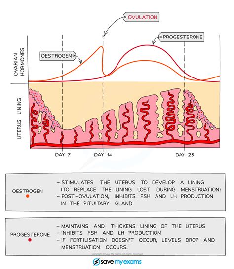 Reproduction Sex Determination In Females Dp Ib Biology Hl