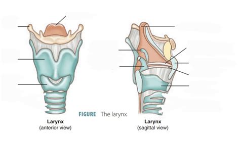 Laryngeal Framework Anatomy Diagram Quizlet