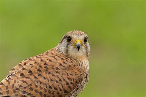 Peneireiro Vulgar Common Kestrel Falco Tinnunculus Flickr