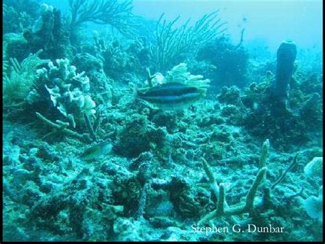 typical representation  zone   scientific diagram