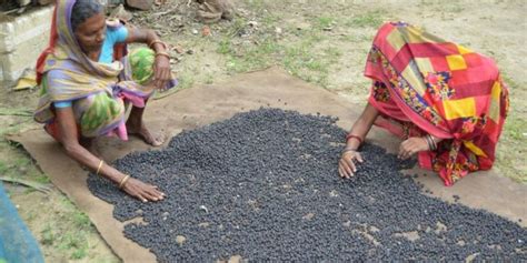 Different Ways To Do Makhana Farming