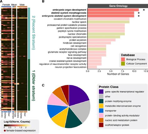 -Gene expression and functional characterization of genes on the W ...