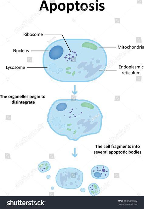 Apoptosis Diagram Stock Vector Royalty Free 379690852 Shutterstock