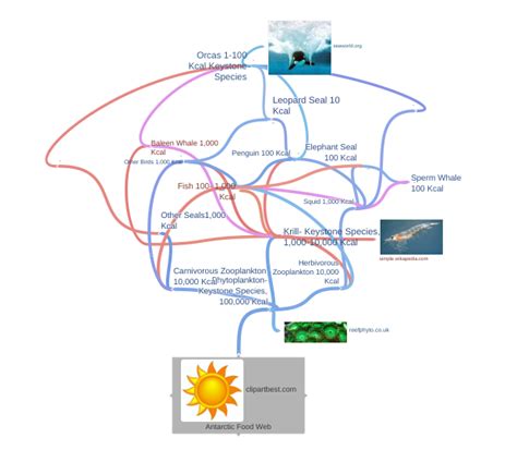 clipartbest.com Antarctic Food Web (Phytoplankton- Keystone Species,…