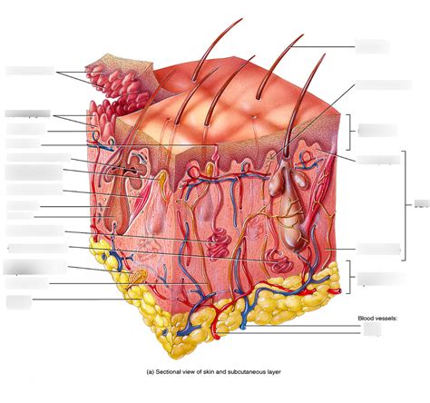 Skin Diagram Diagram | Quizlet