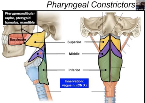 Anatomy Pharyngeal Flashcards Quizlet