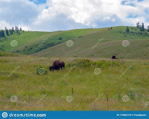 American Bison At The National Bison Range In Montana Usa Stock Image