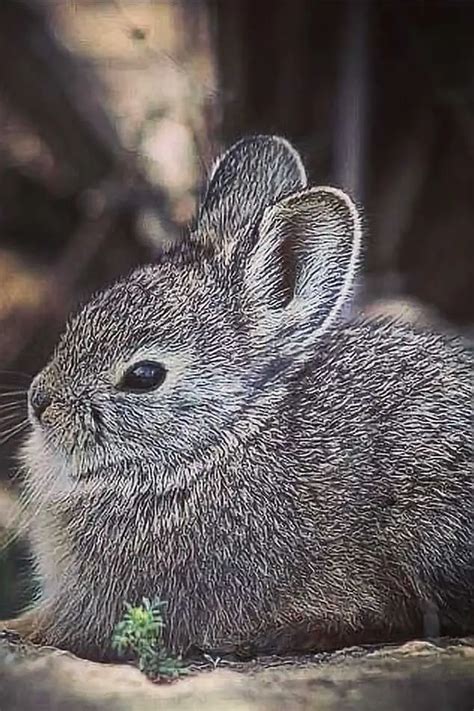 Pygmy Rabbit: Appearance, Lifespan, Temperament, Care