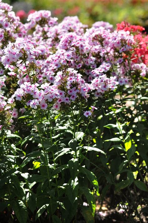 Phlox Paniculata Swizzle Garden Phlox Eberts Greenhouse