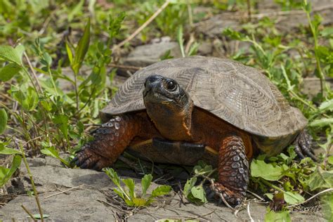 Endangered Species Conservation — Nature Trust of New Brunswick