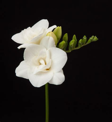 39 best Freesia varieties images on Pinterest | Om, Pure white and ...