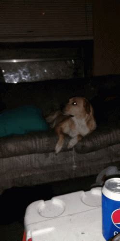 Shocked Dog GIF - Shocked Dog Gasp - Discover & Share GIFs