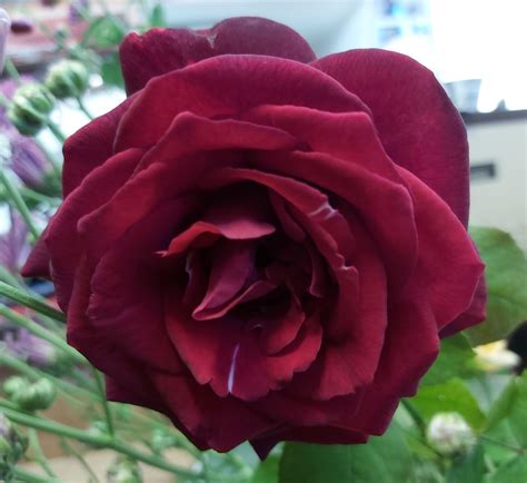 Dark Desire — Eumundi Roses