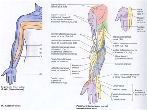 Peripheral Cutaneous Innervation Of The Upper Limb Flashcards Quizlet