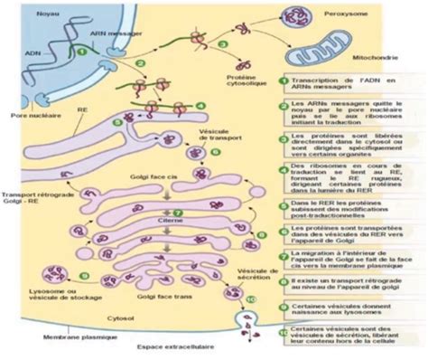 Syst Me Endomembranaire Cartes Quizlet
