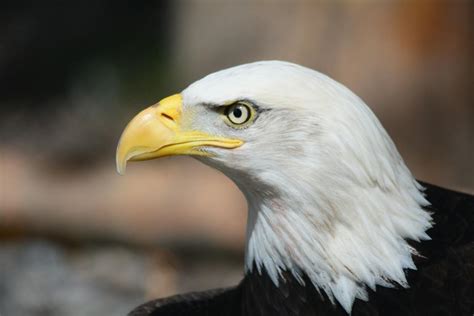 3000 Best Bald Eagle Photos · 100 Free Download · Pexels Stock Photos