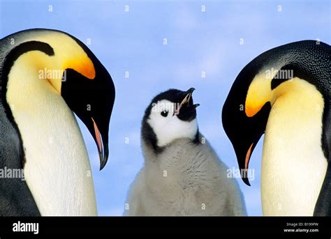 Adult Emperor Penguins Aptenodytes Forsteri And Chick Atka Bay Colony Weddell Sea