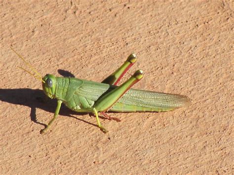 Large Green Grasshopper Schistocerca Shoshone Bugguide